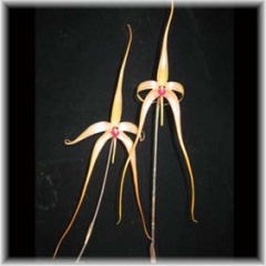 Bulbophyllum_echinolabium_4