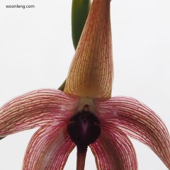 Bulbophyllum echinolabium