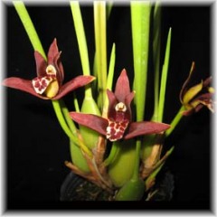 Maxillaria_tenuifolia_2