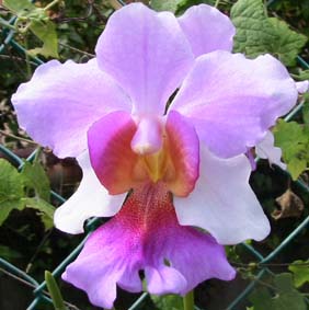 Orchidpedia Woon Leng Nursery