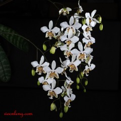 Phalaenopsis stuartiana 2