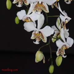 Phalaenopsis stuartiana 3