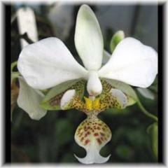 Phalaenopsis_stuartiana_1