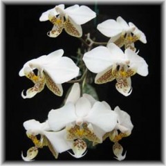 Phalaenopsis_stuartiana_2