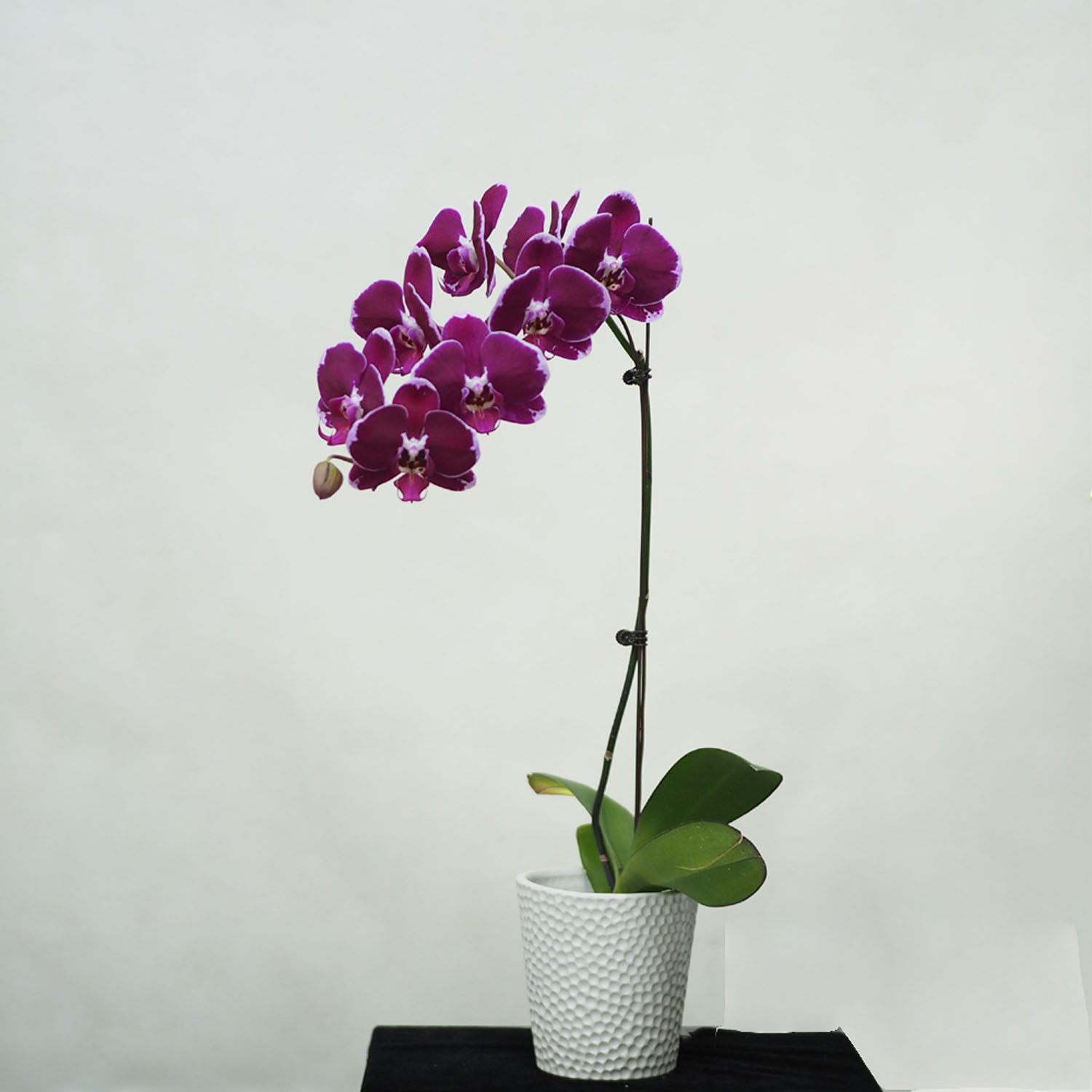 1 phalaenopsis in 1 pot - Woon Leng Nursery