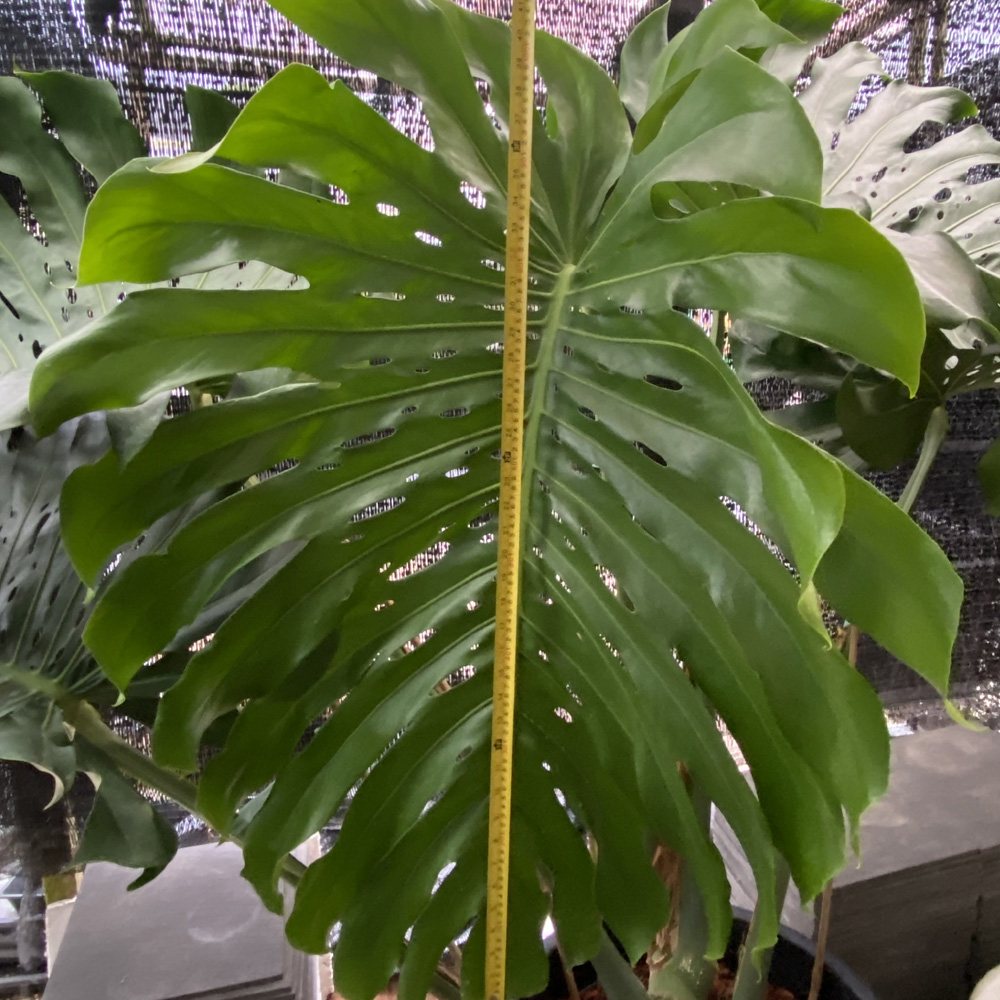 monstera root out of pot