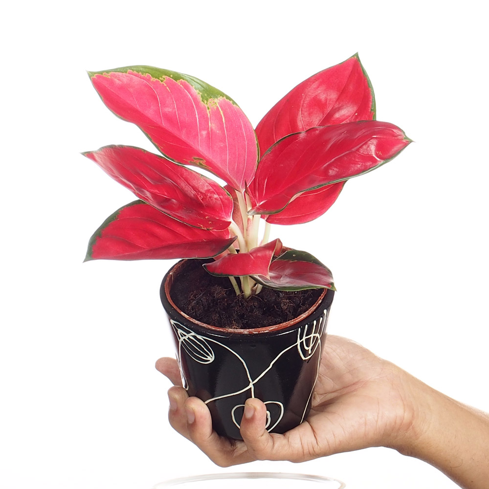  Aglaonema  Super  Red  Mini in Ceramic Pot Woon Leng Nursery