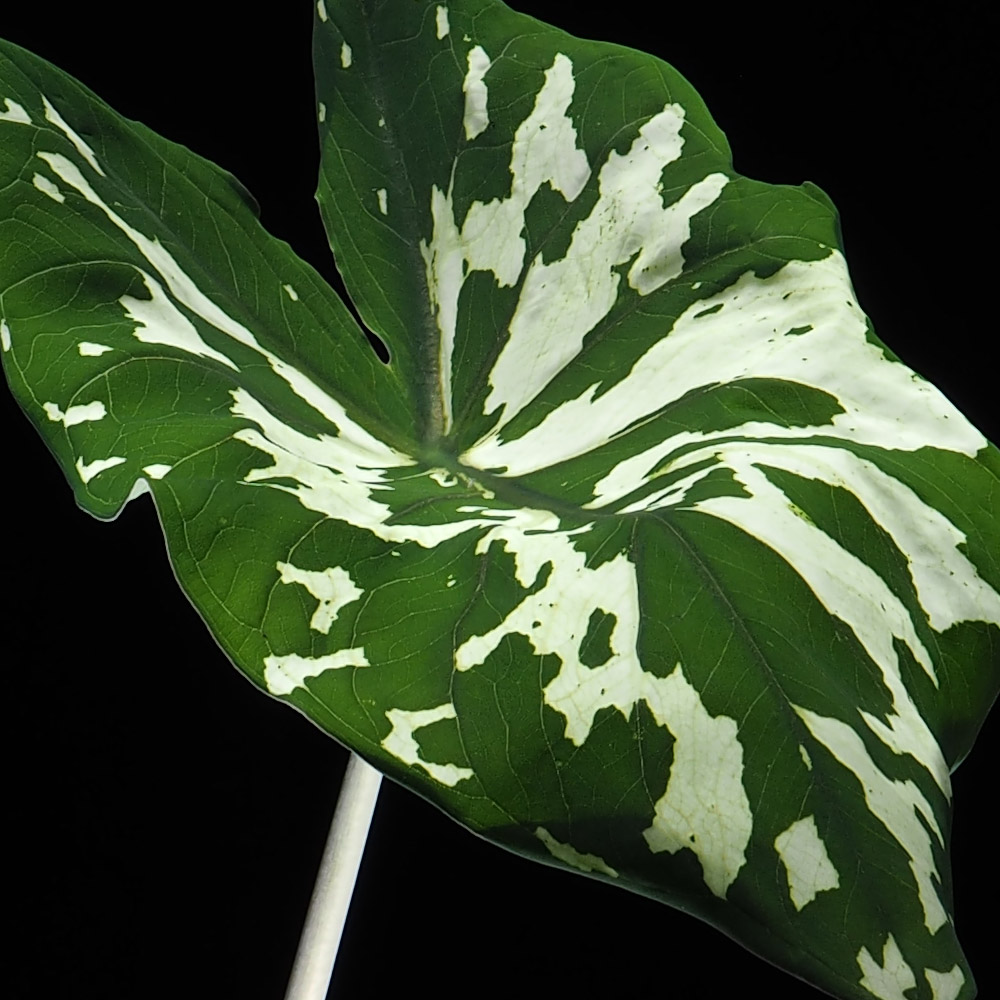 Alocasia Hilo Beauty Woon Leng Nursery