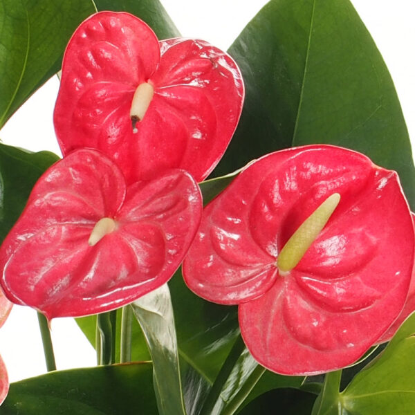 Anthurium mini in waterculture (0.35m) - Woon Leng Nursery