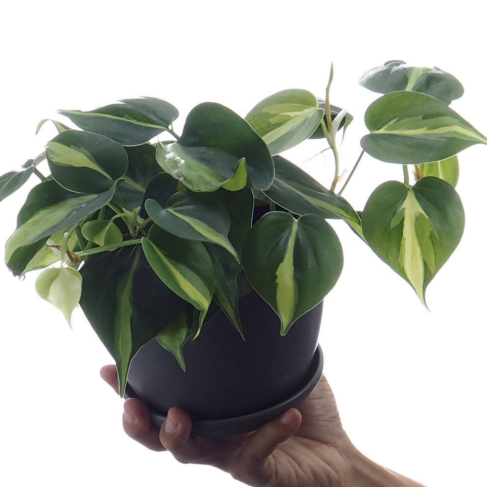 Philodendron Hederaceum 'brasil' In Ceramic Pot - Woon Leng Nursery