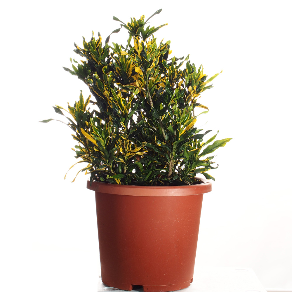 Codiaeum variegatum, Croton Yellow (0.4m) - Woon Leng Nursery