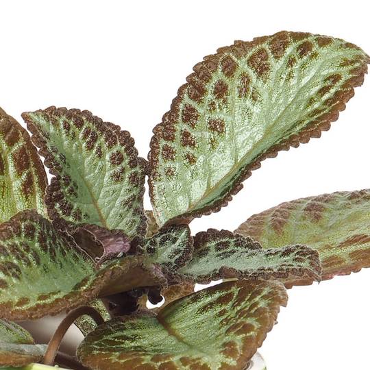 Episcia hybrid Green in Ceramic Pot - Woon Leng Nursery