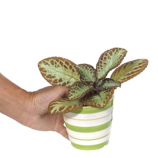 Episcia hybrid Green in Ceramic Pot - Woon Leng Nursery