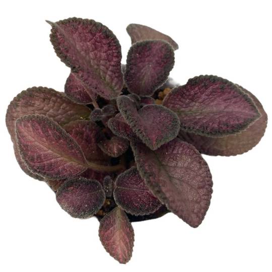 Episcia hybrid Red in Grey Ceramic Pot - Woon Leng Nursery