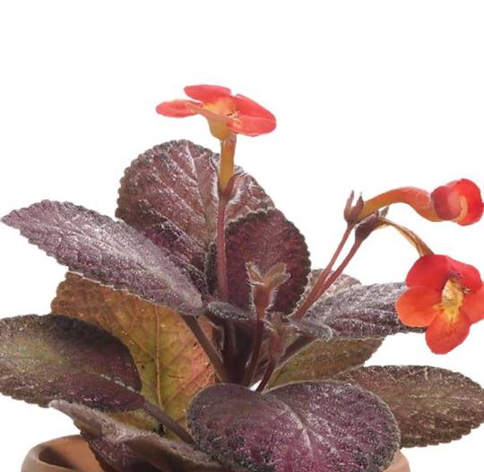 Episcia hybrid Red in Grey Ceramic Pot - Woon Leng Nursery