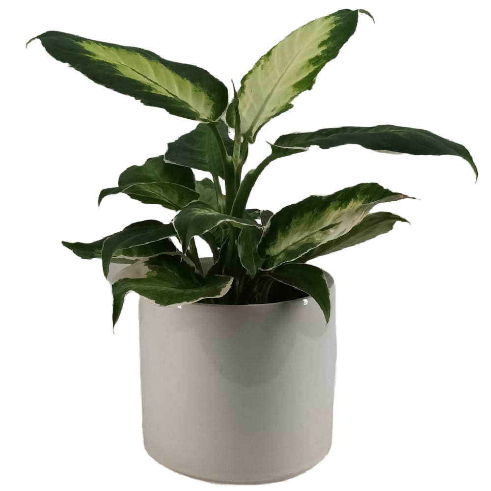 Dieffenbachia Moon Light (0.30m) - Woon Leng Nursery