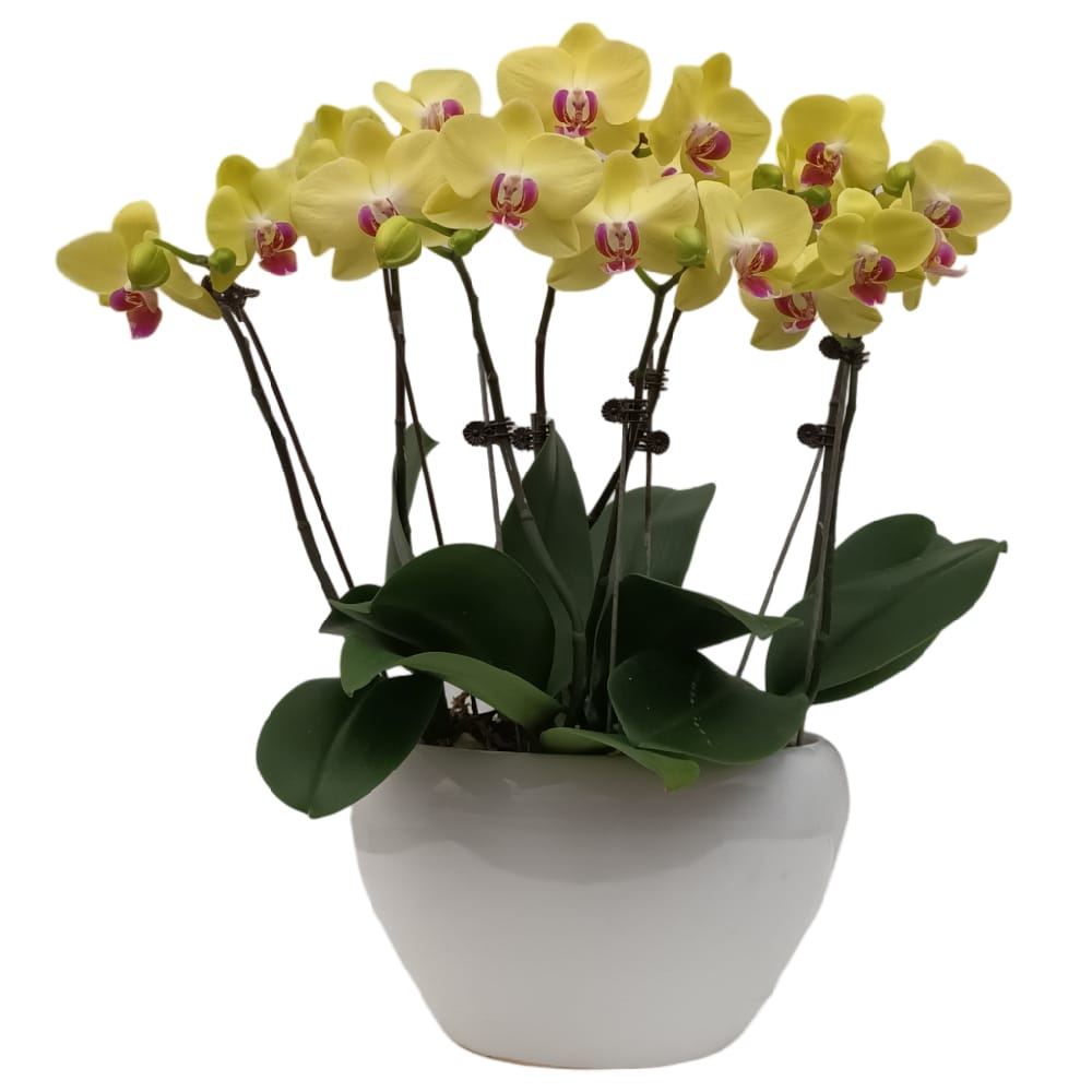 4 mini phalaenopsis in 1 pot - Woon Leng Nursery