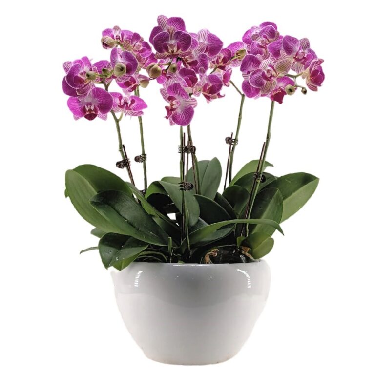 Mini Phalaenopsis, Mini Butterfly Orchid Archives - Woon Leng Nursery